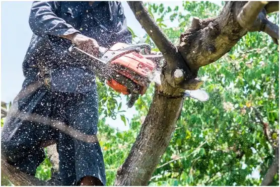 tree services Appleby